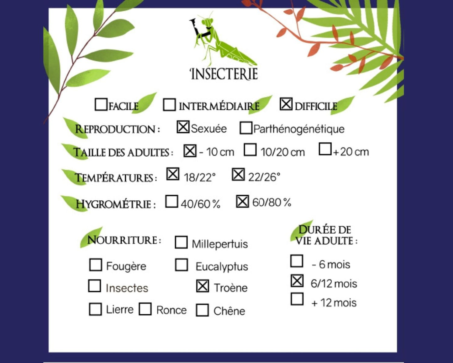 Phasme - Pseudophasma subapterum