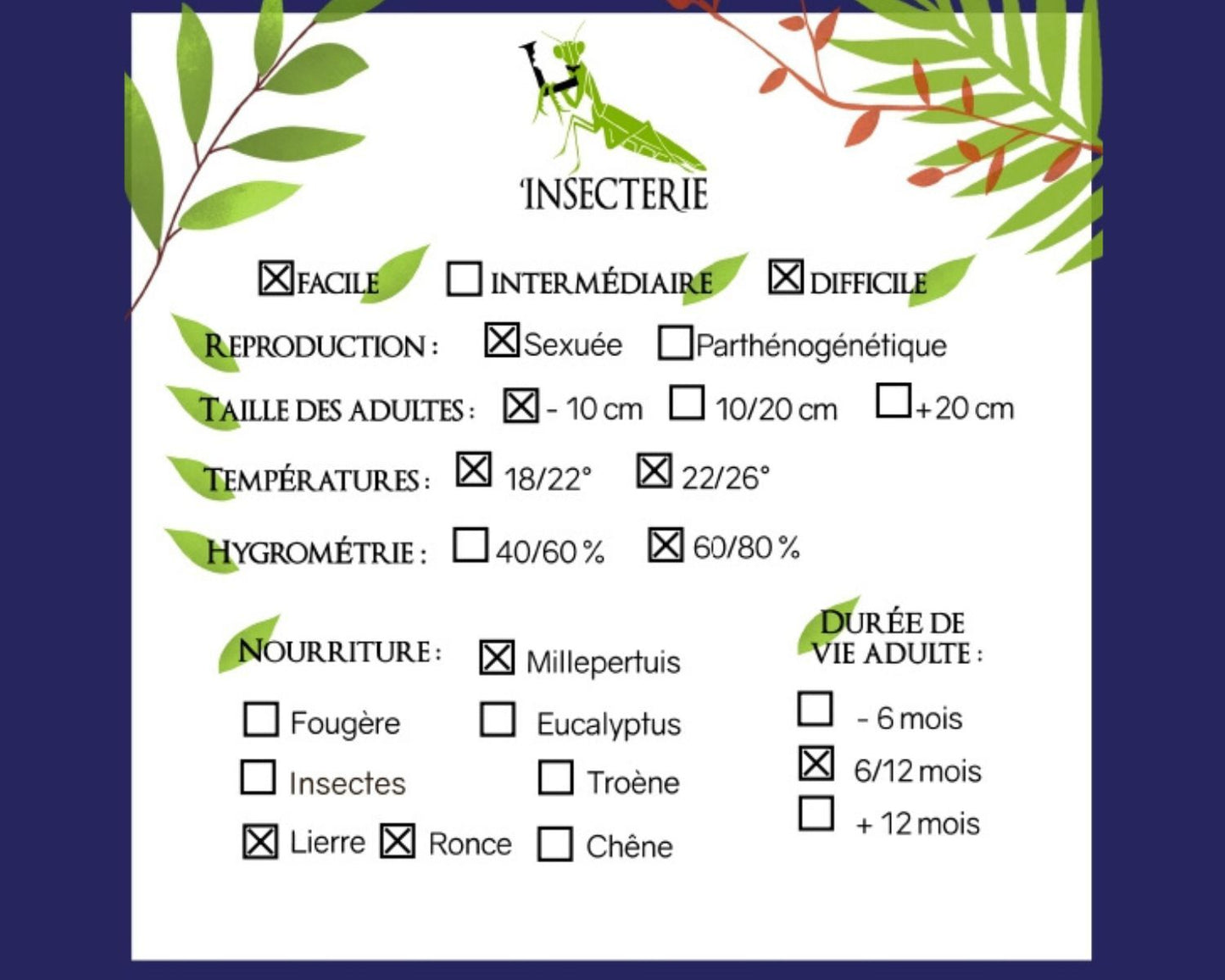 Phasmide - Pterohirasea nigrolineata