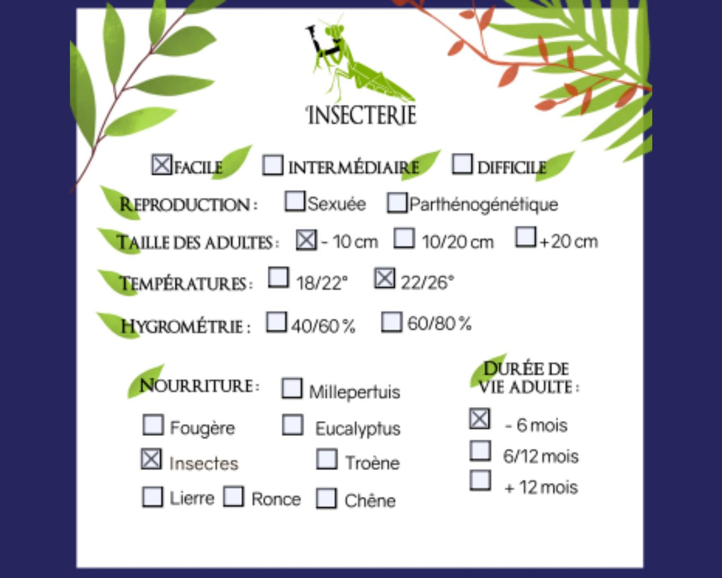 Réduve - Platymeris rhadamanthus (ex "Mombo")