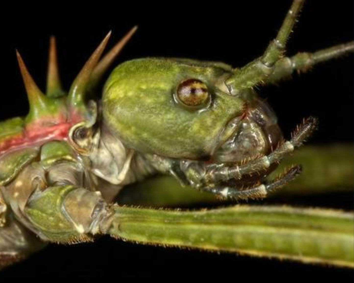 Phasmide - Spinohirasea Bengalensis