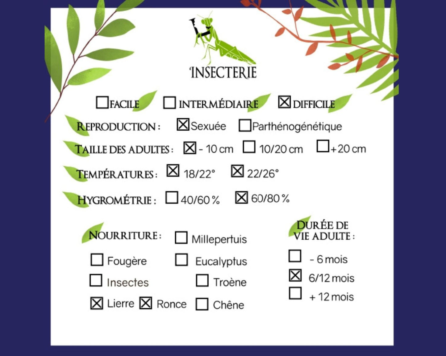 Phasmide - Tisamenus sp "Cagayan"