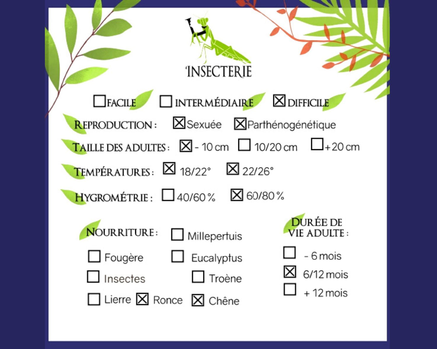 Wandelndes Blatt - Phyllium letiranti