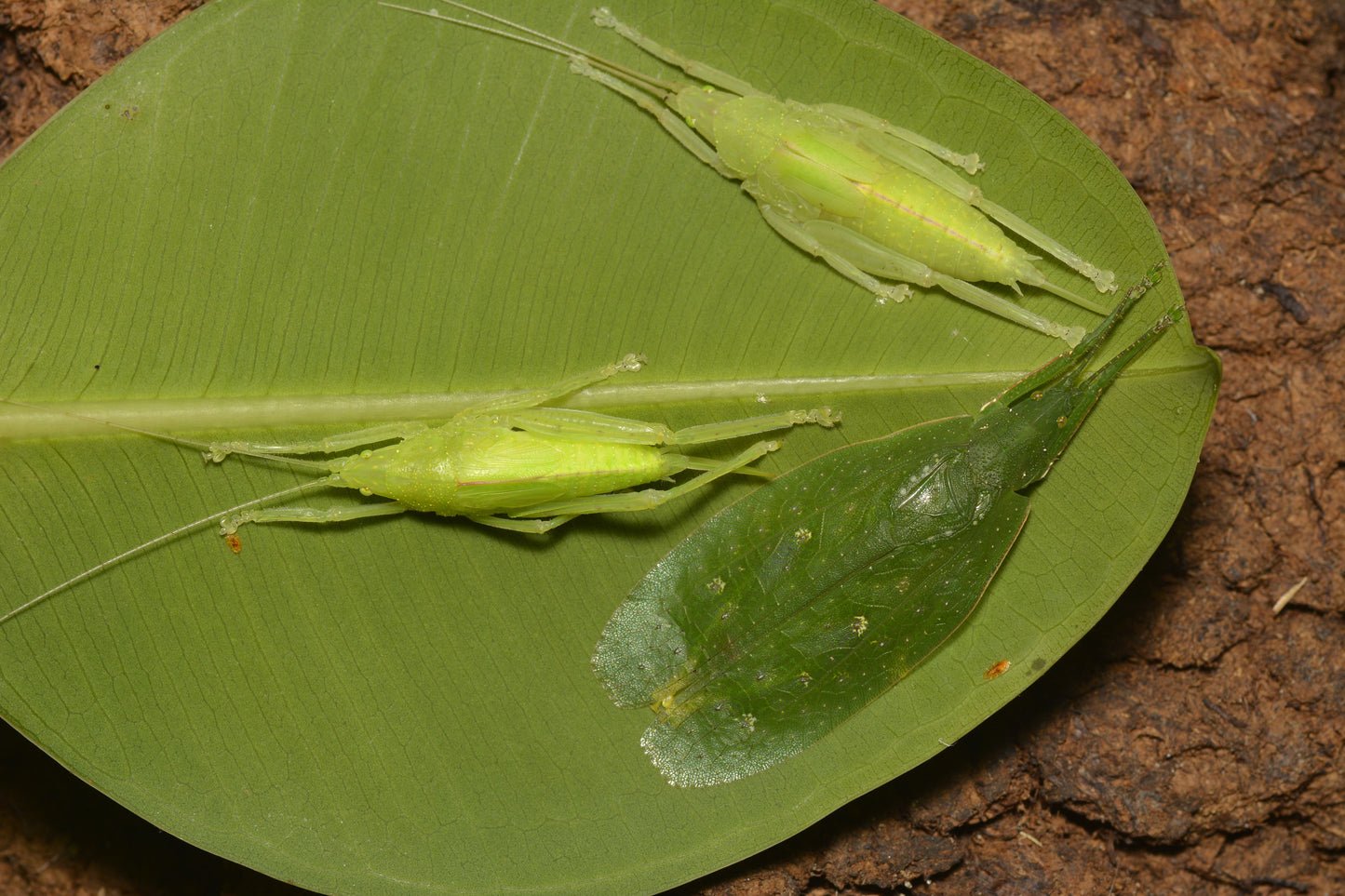 Sauterelle - Phyllomimus sp truncatus