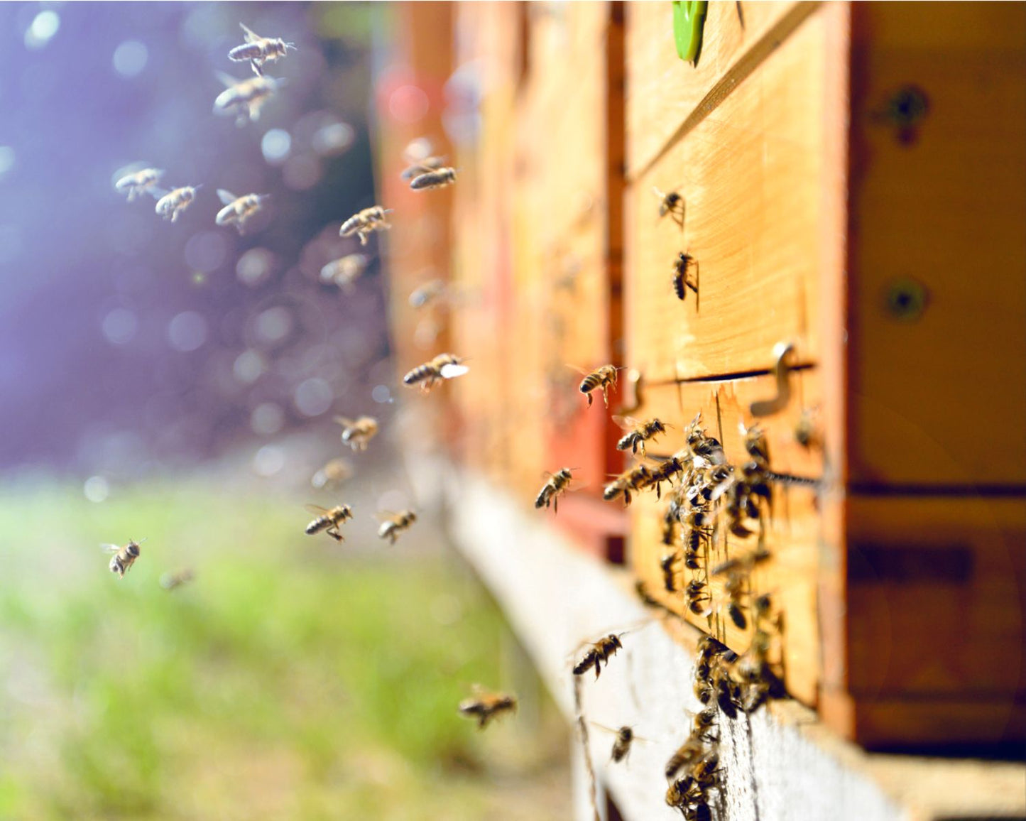 Übernehmen Sie eine Bienenpatenschaft und erhalten Sie 1 Jahr lang Honig!