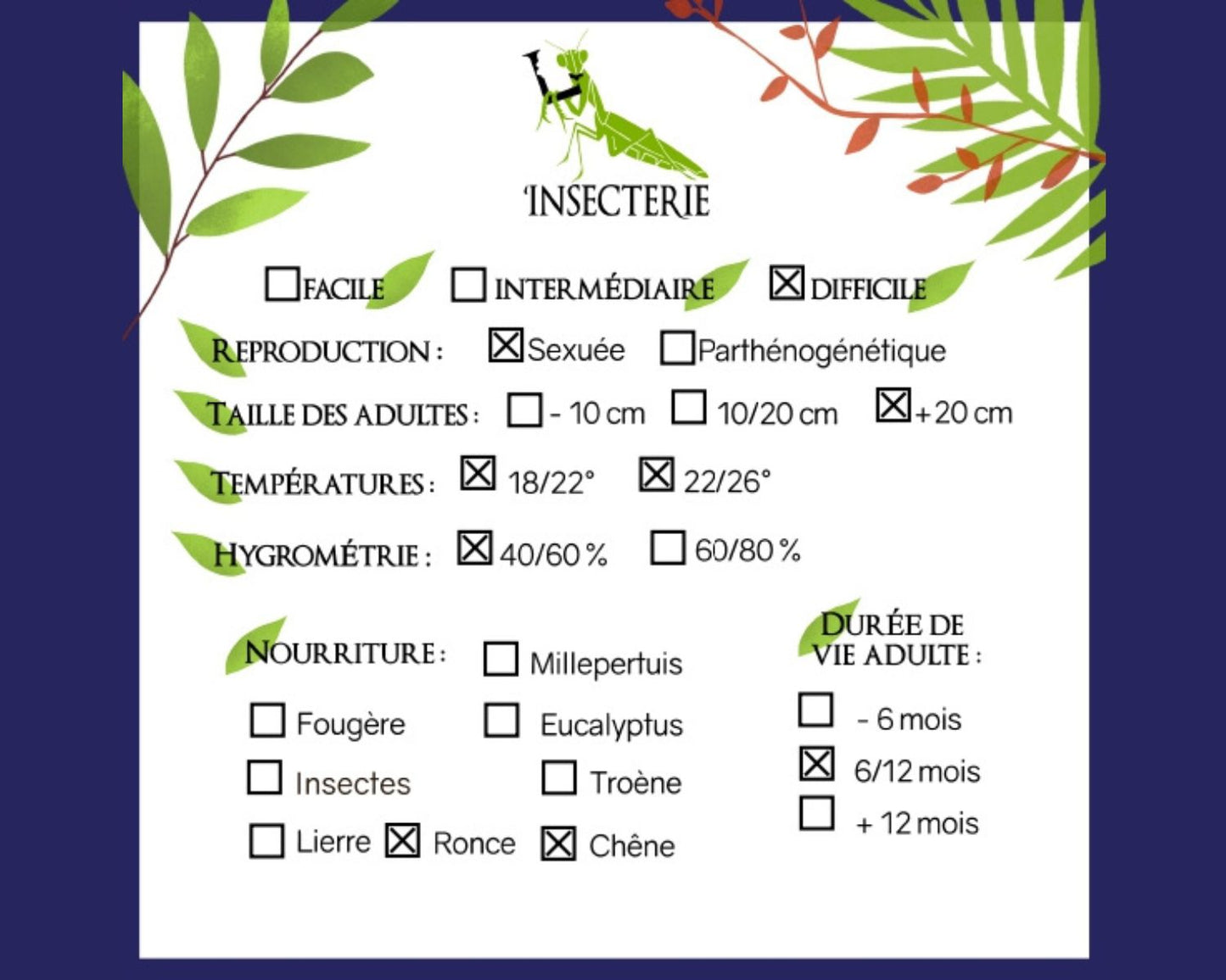 Phasme - Achrioptera manga