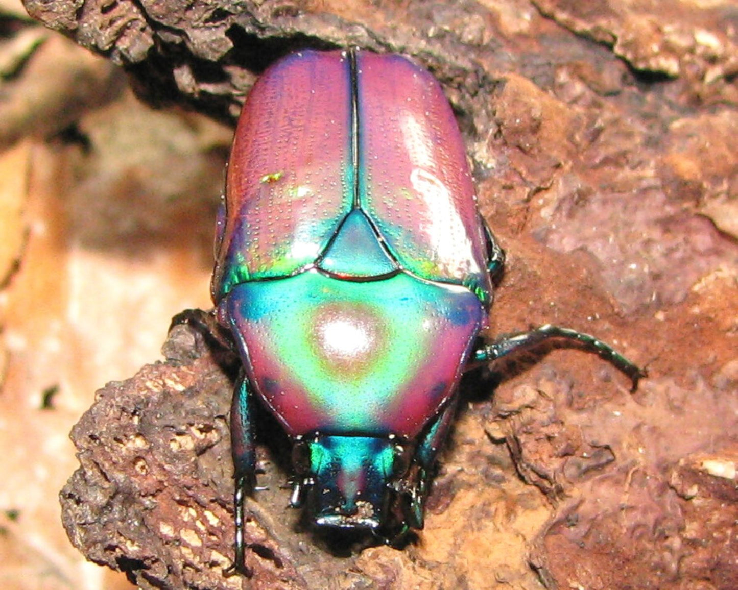 Cétoine - Chlorocala africana oertzeni