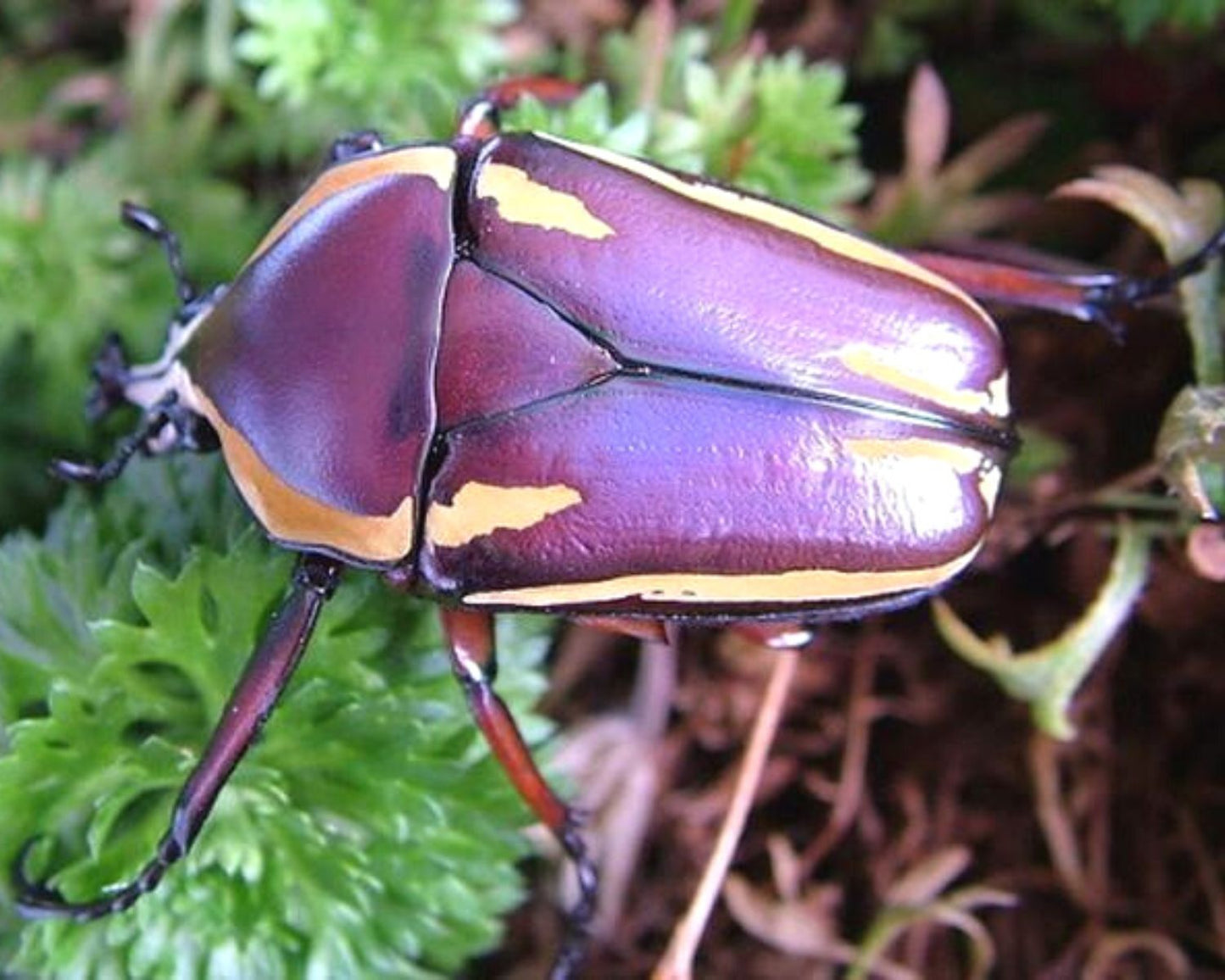 Cétoine - Dicronorhina conradsi