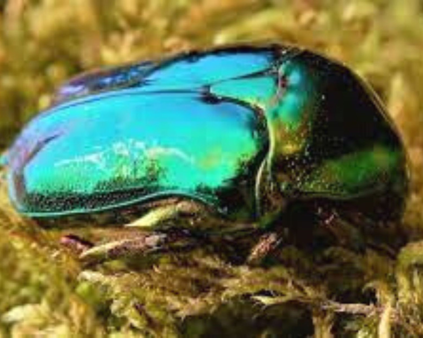 Cétoine Protaetia Himalayana