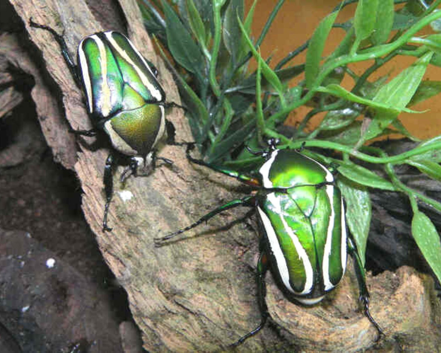 Gestreifter Rosenkäfer - Dicranorhina derbyana layardi