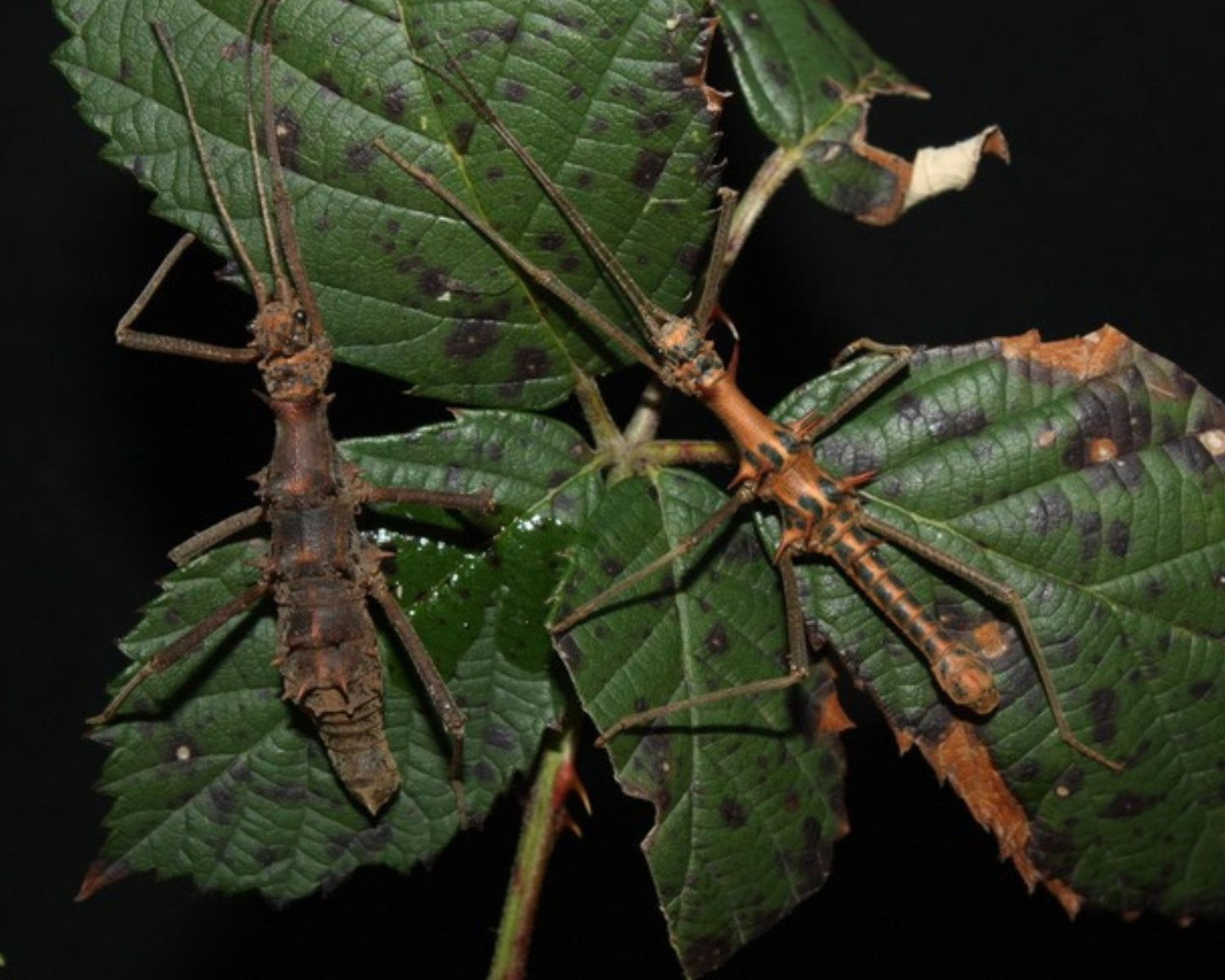 Phasmide - Epidares nolimetangere