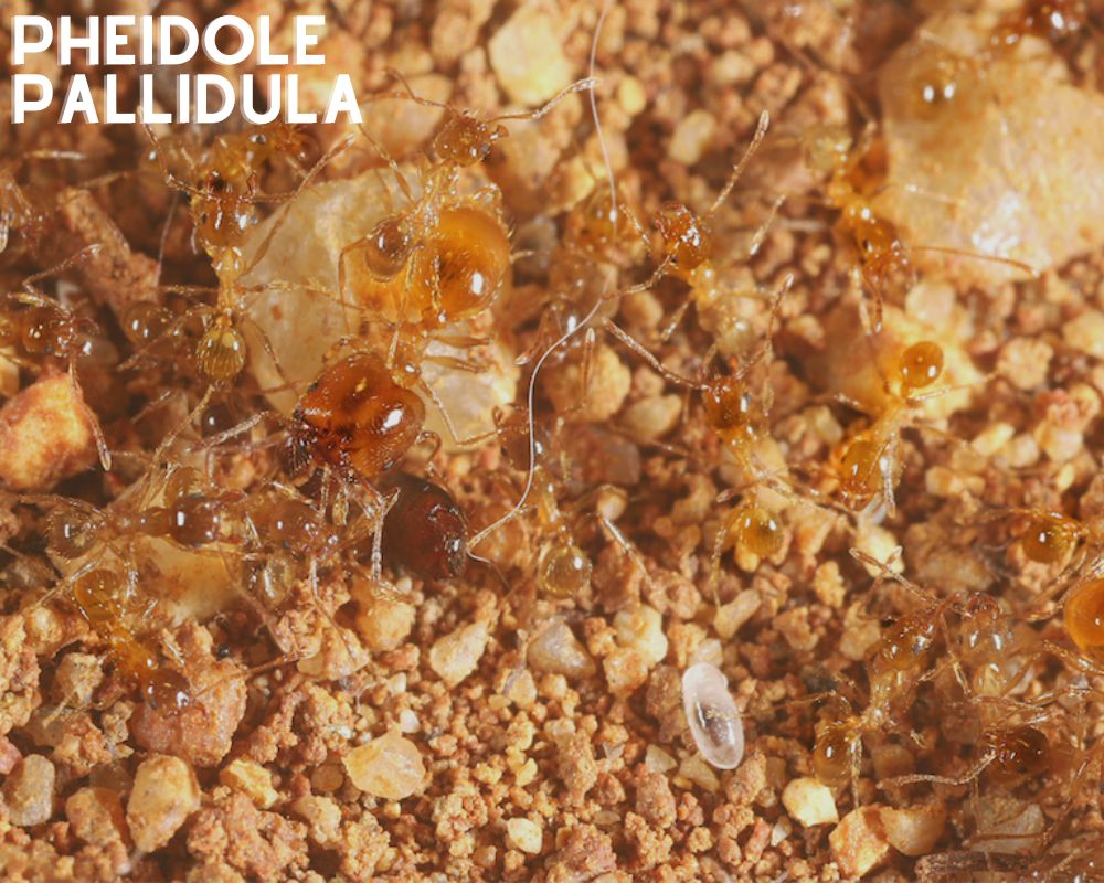 Vente colonie fourmis pheidole pallidula