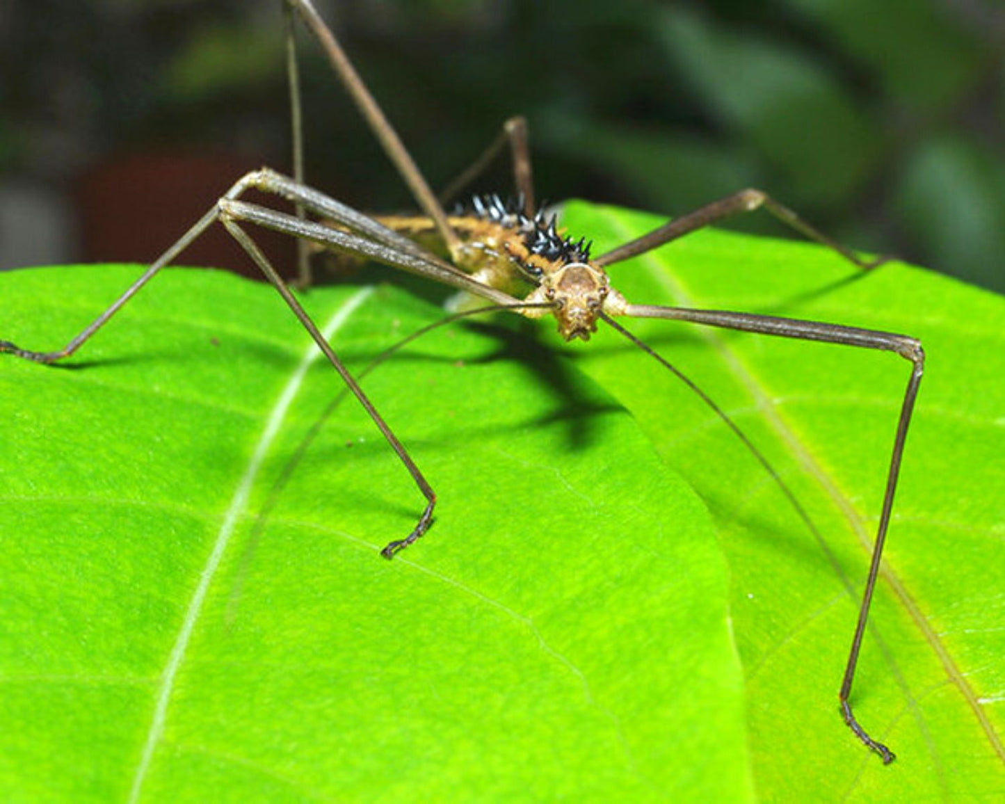 Phasme - Neohirasea maerens