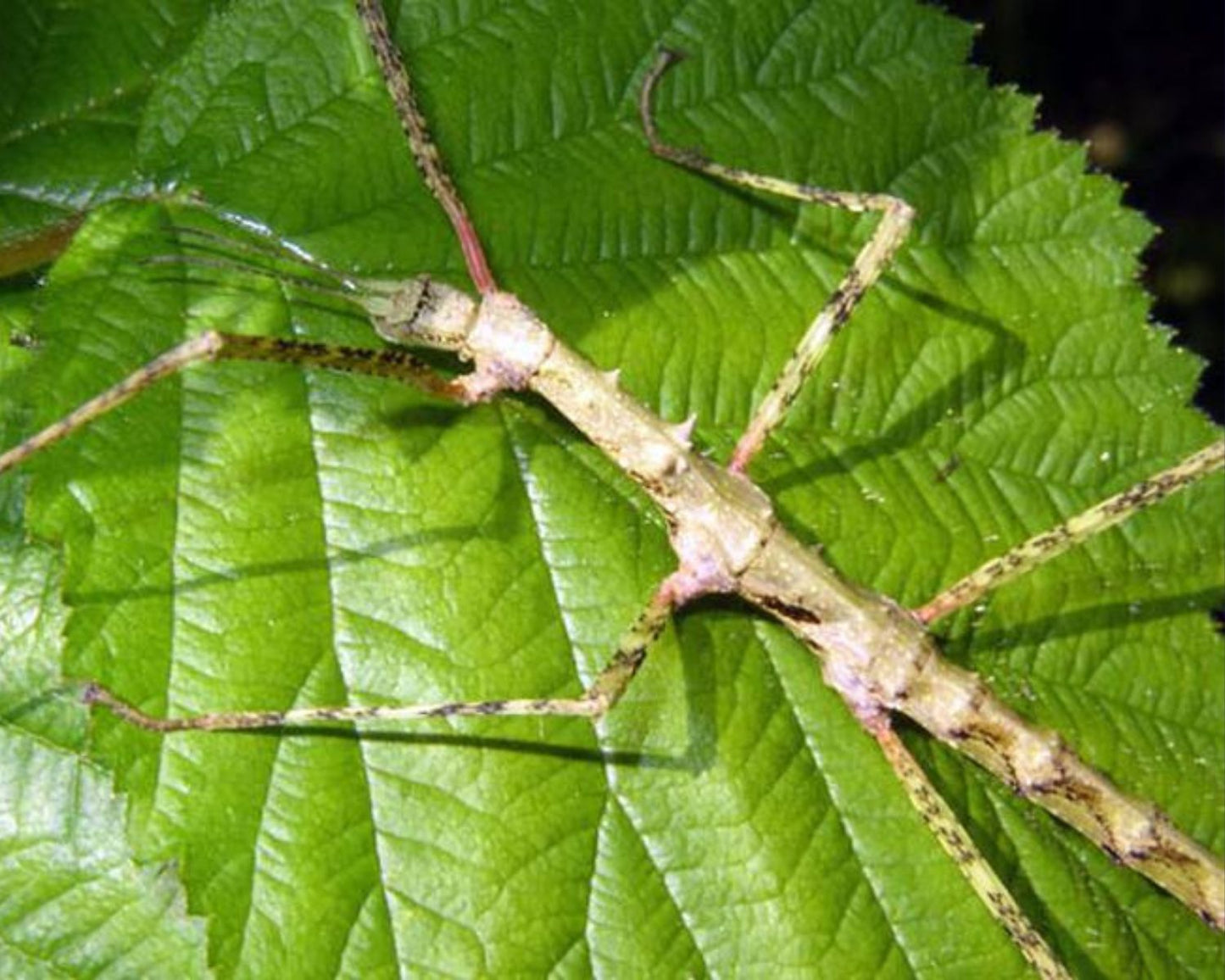 Phasme - Parapachymorpha Spiniger