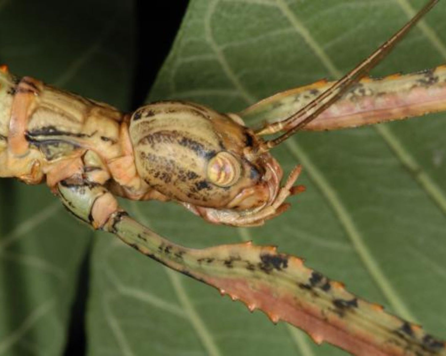Phasmide - Anchiale briareus