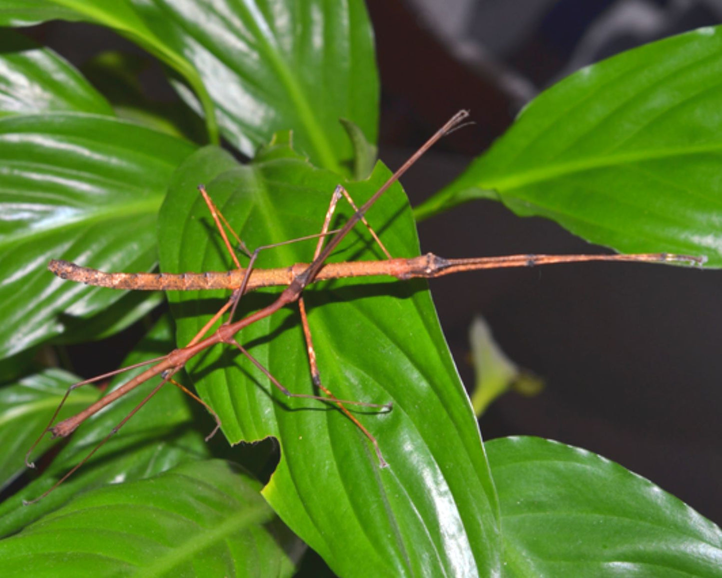 Phasme - Mithrenes panayensis