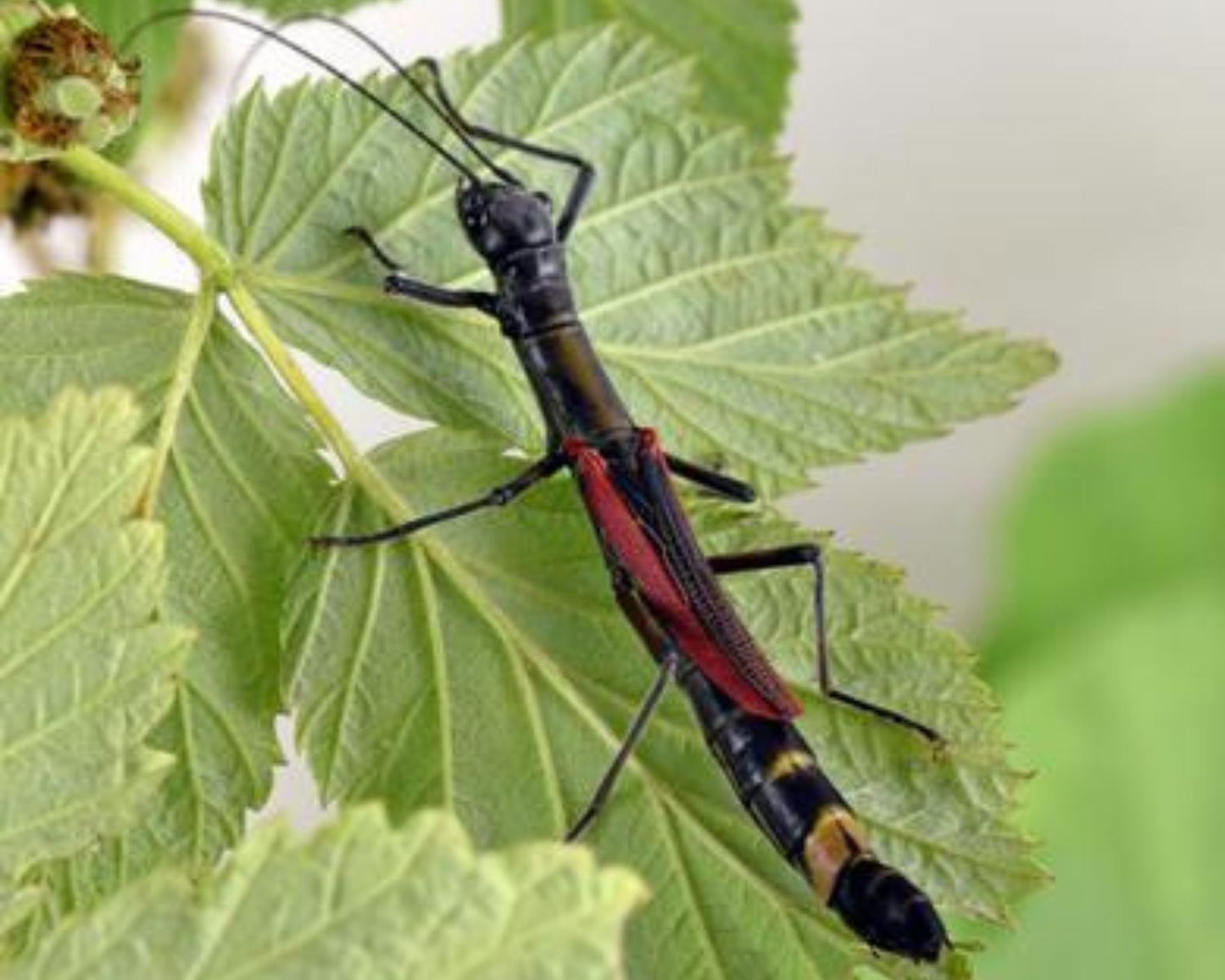 Phasme - Orthomeria kangi