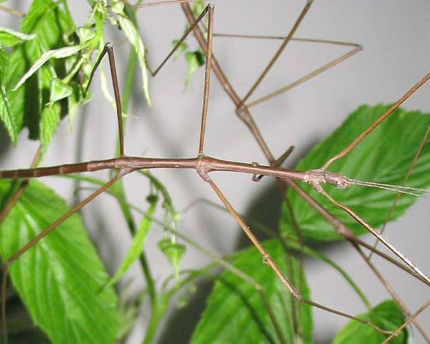 Phasmide - Ramulus sp (Ba Vi / Vietnam)