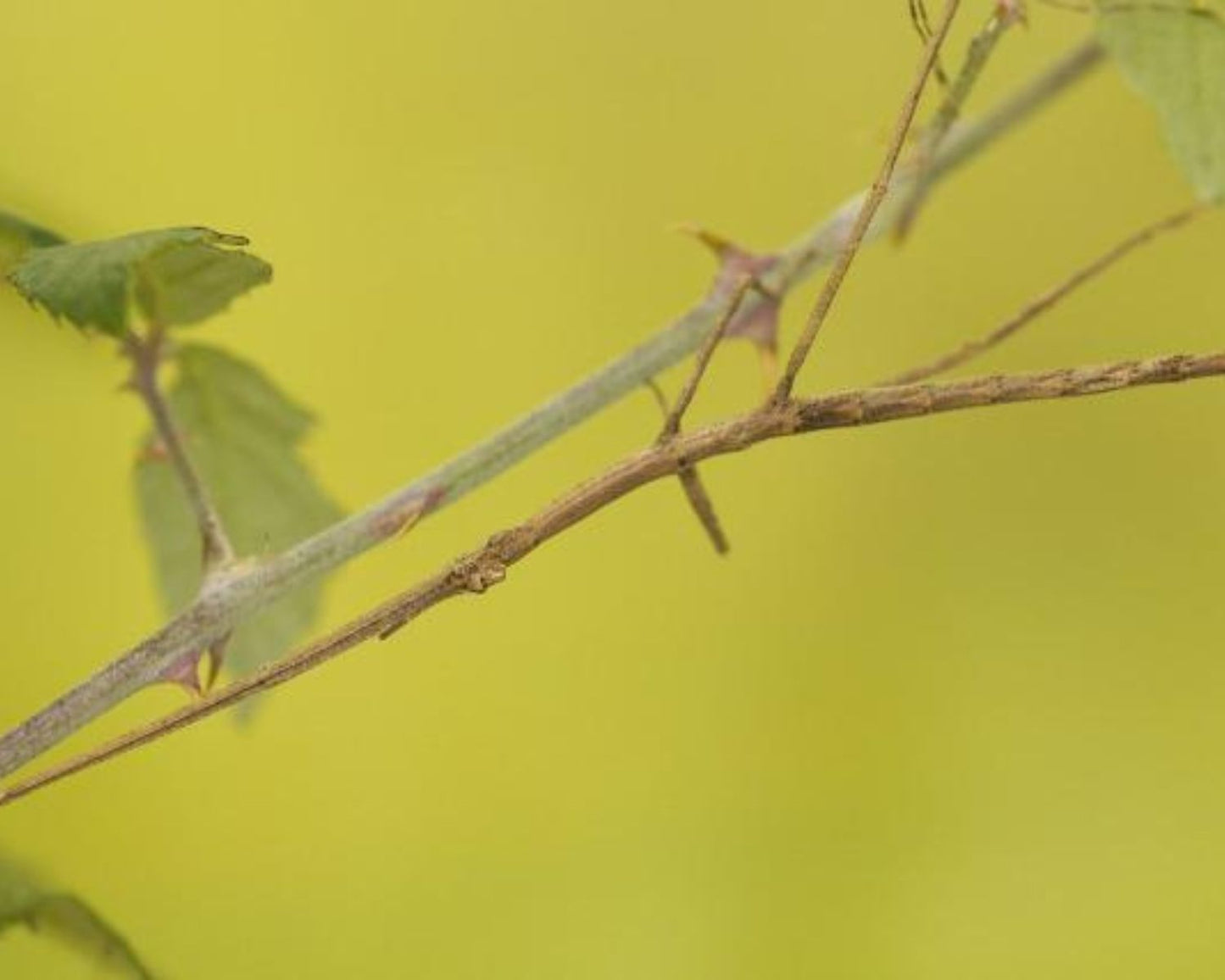 Phasmide - Tirachoidea biceps