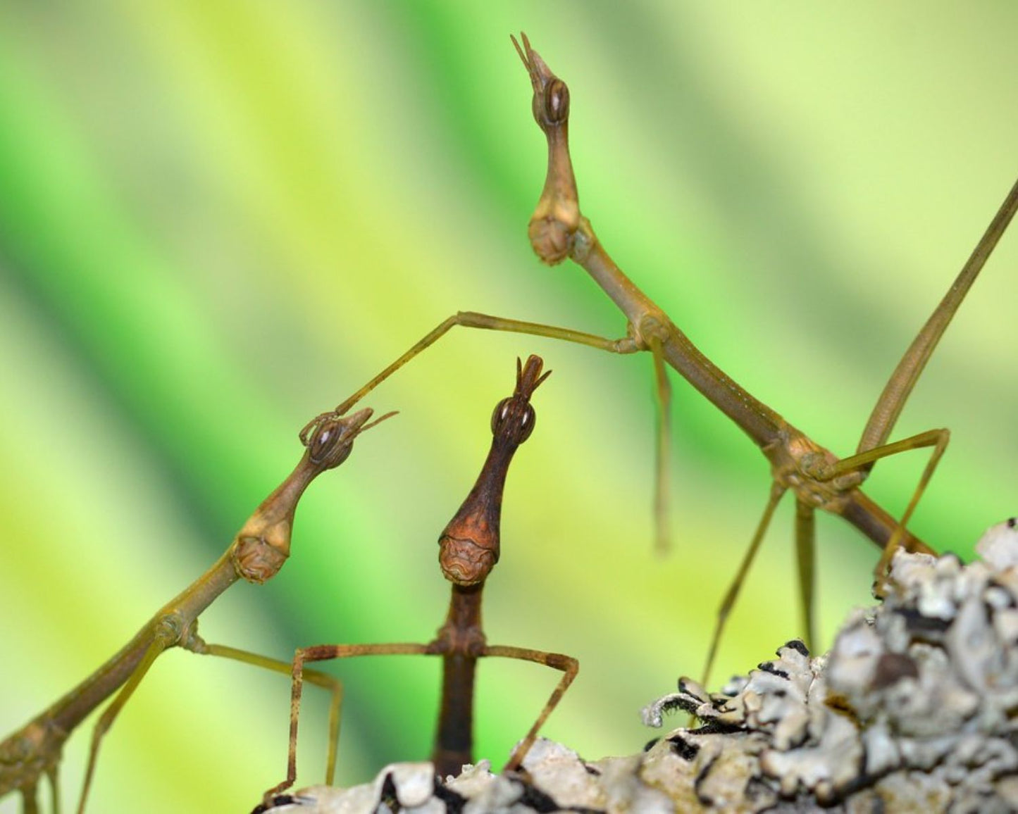 Pseudoproscopia latirostris - Heuschrecke/Phasmide