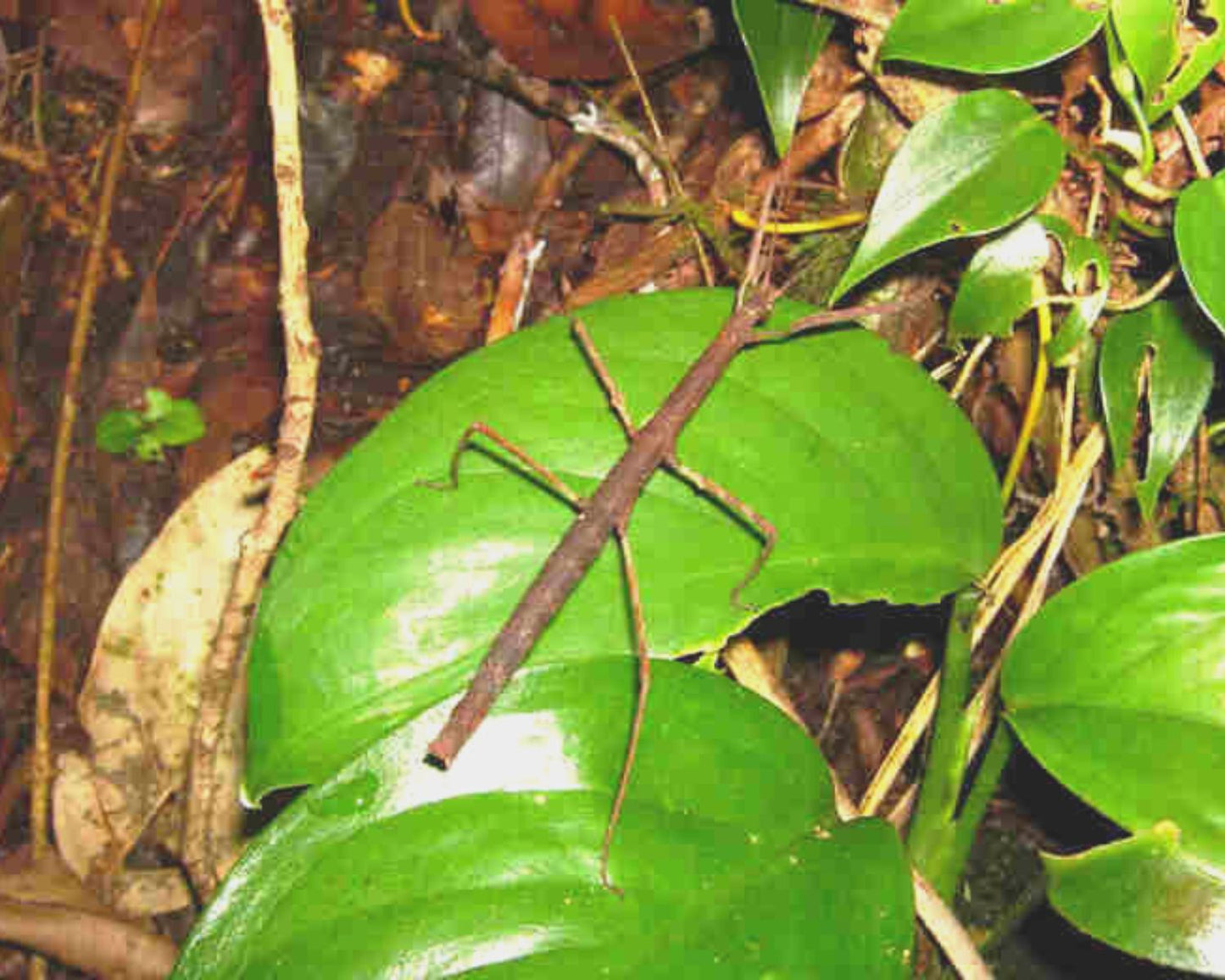 Phasmide - Pseudosermyle phalangiphora