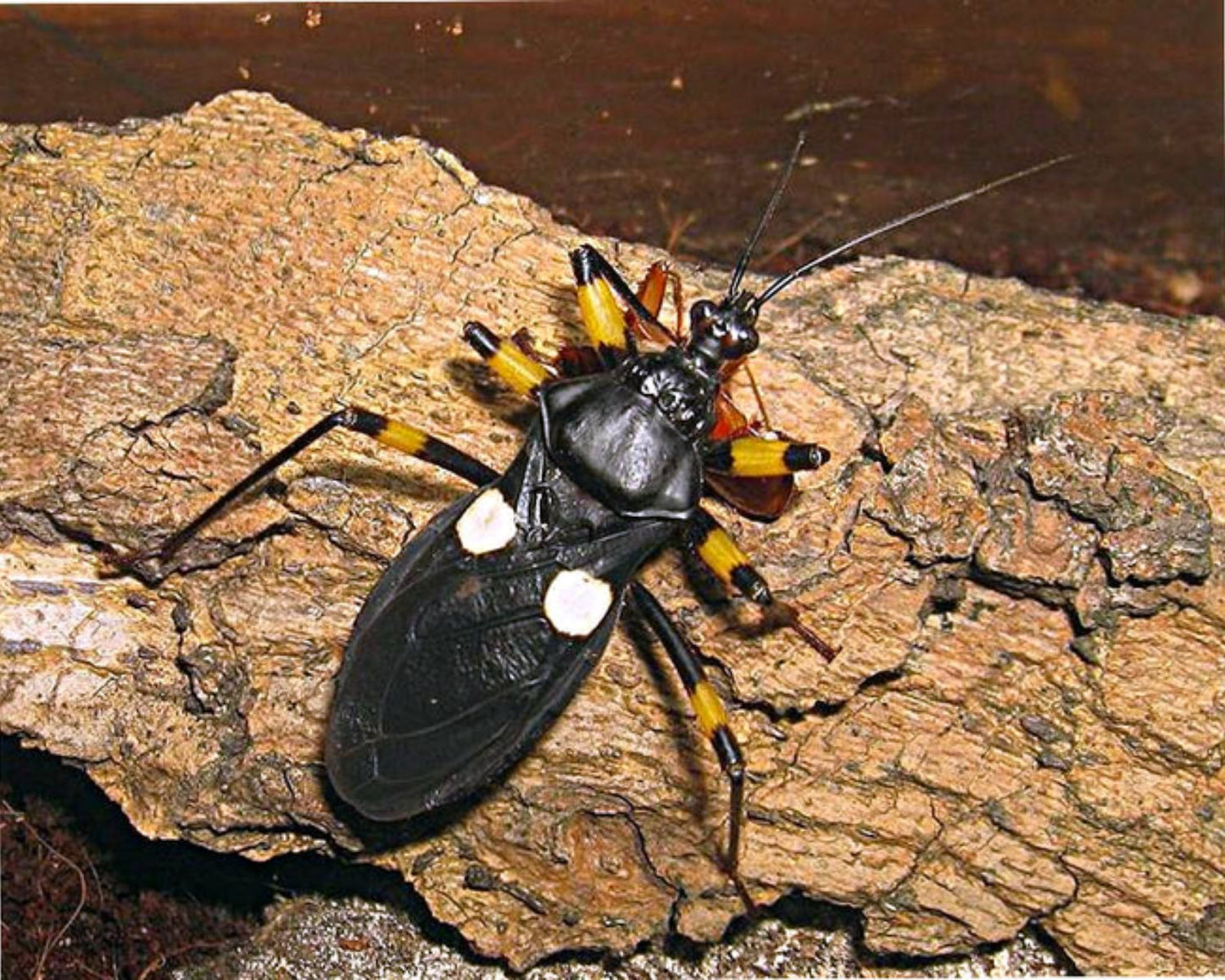 Réduve à deux points blancs-Platymeris biguttatus