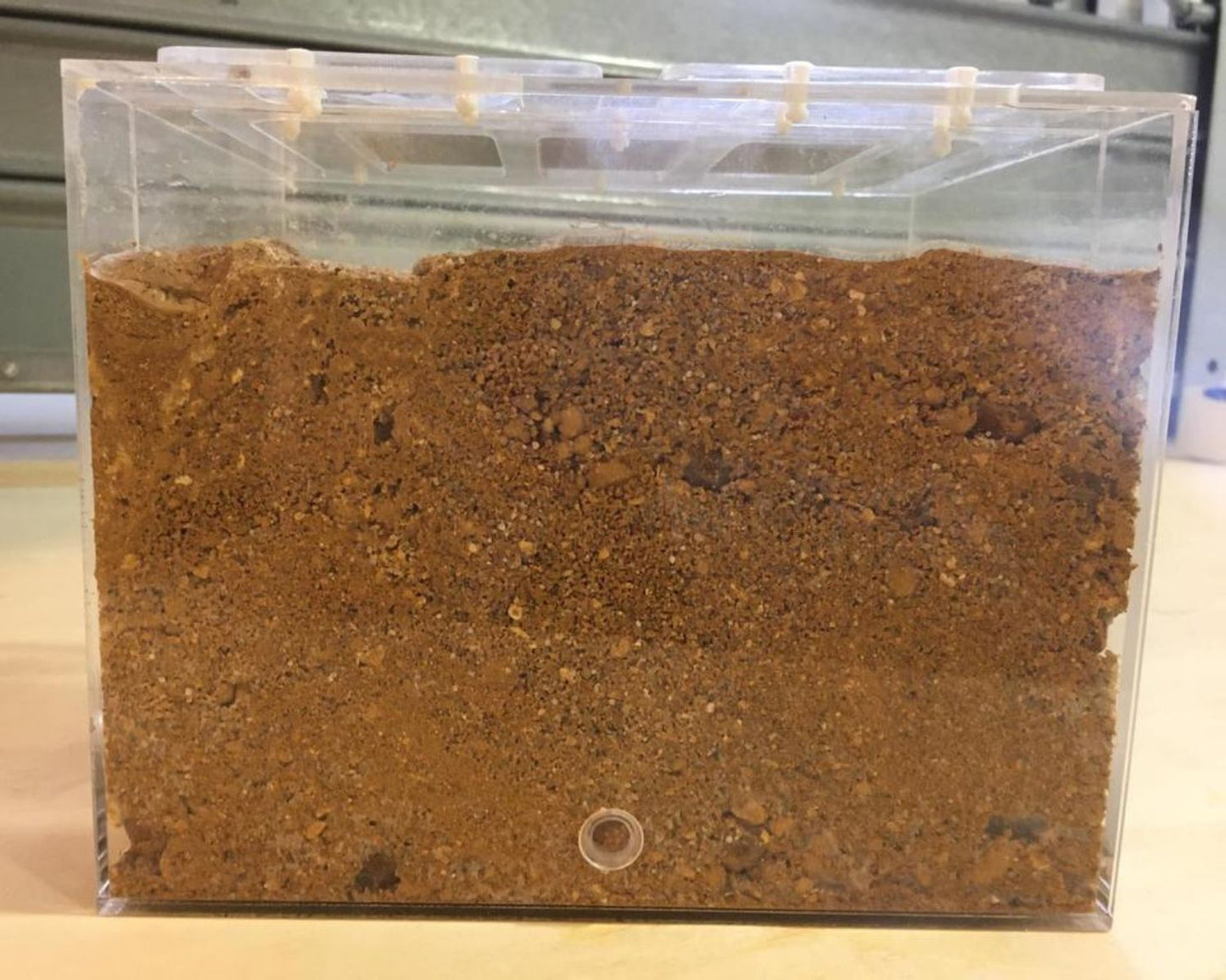 Grabbarer Ameisenhügel zum Verkauf bei L'Insecterie