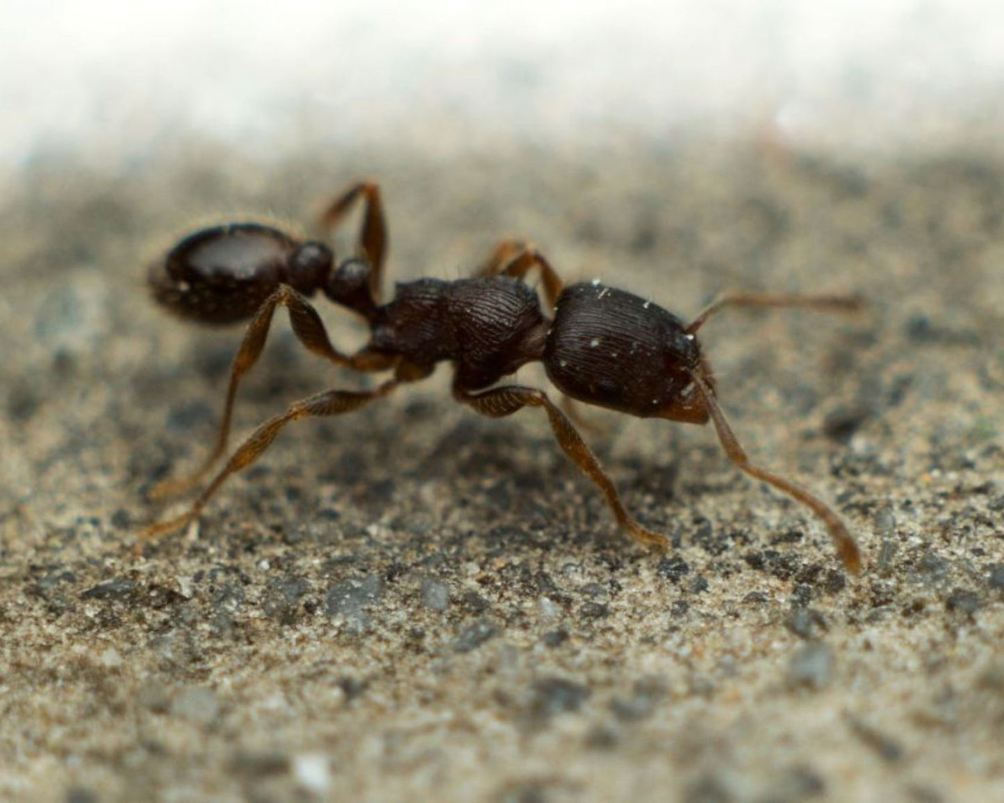 Boutique Fourmis Tretramorium caespitum