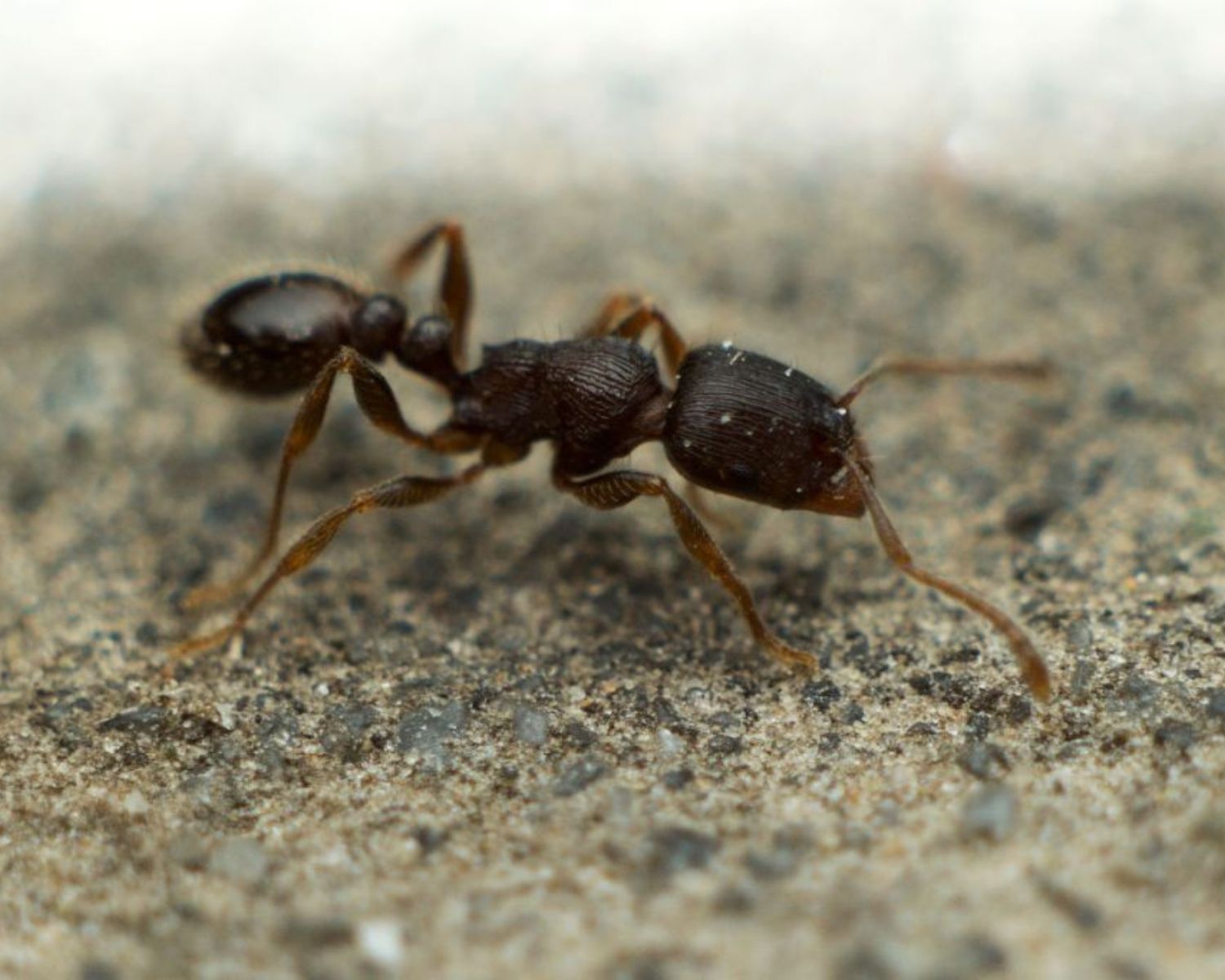 Boutique Fourmis Tretramorium caespitum