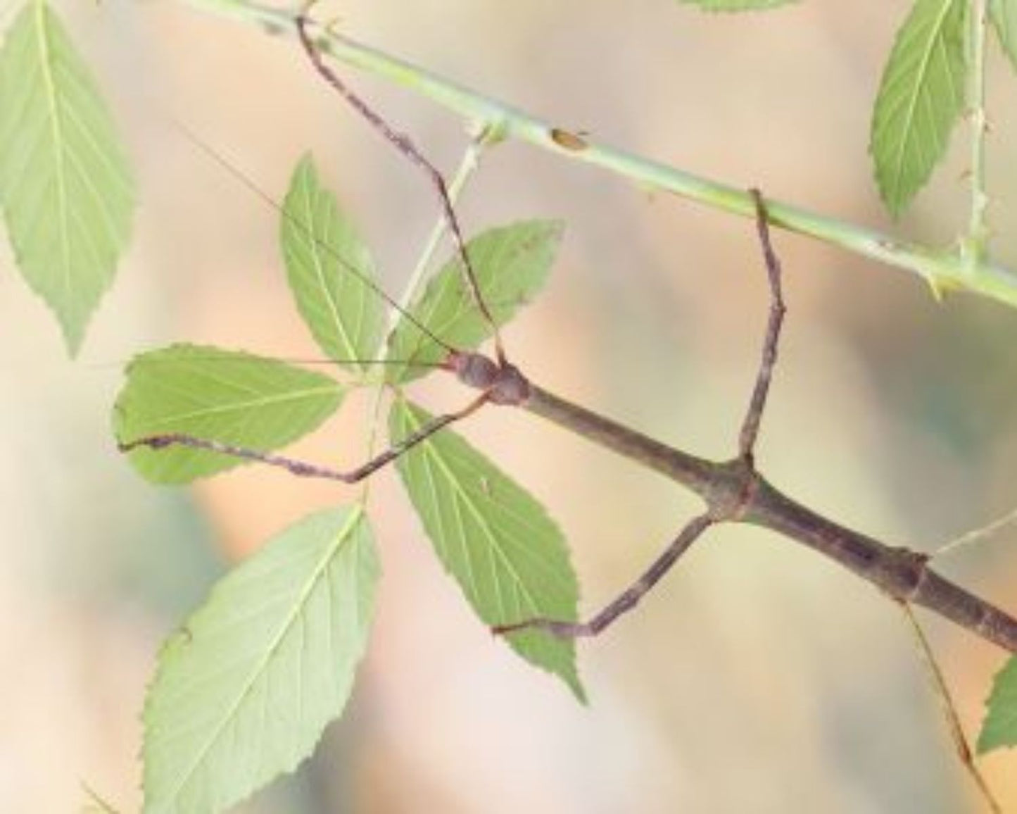 Phasmide - Lonchodes Jejunus