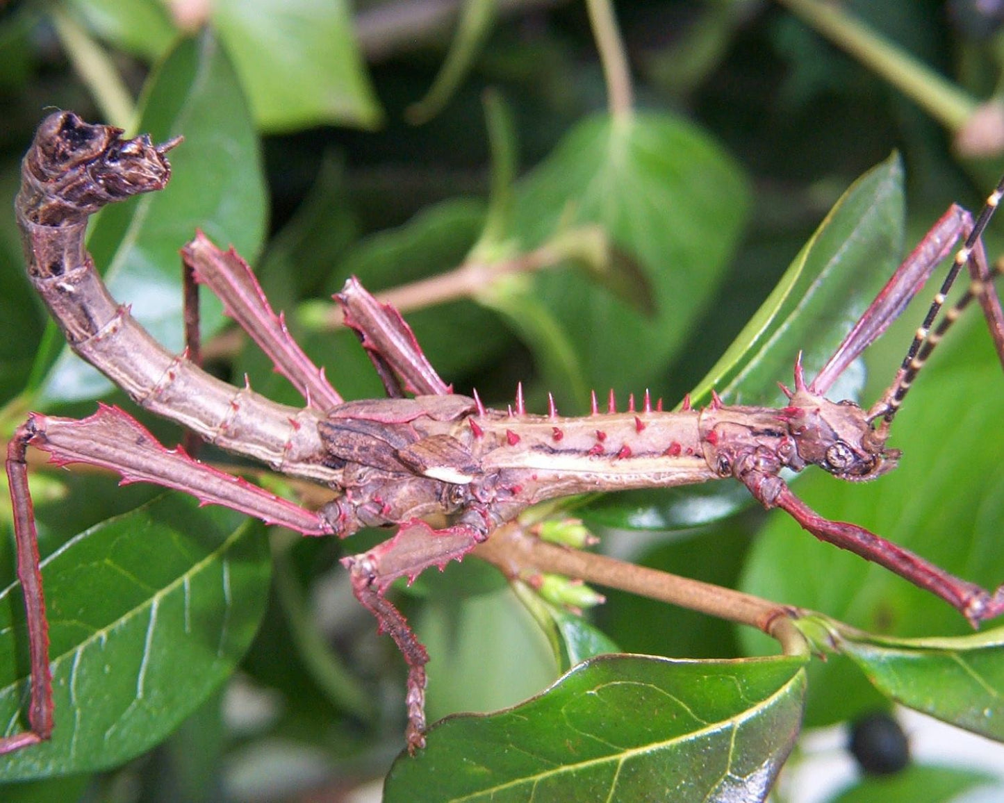 Phasme - Parectatosoma moquerysi