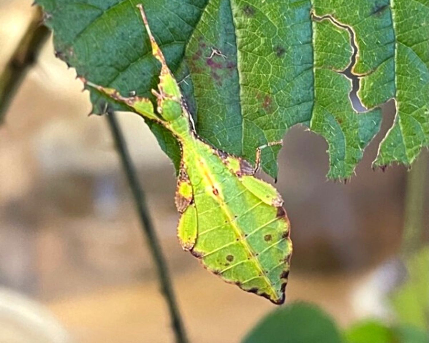 Phasme Feuille - Phyllium gantungense