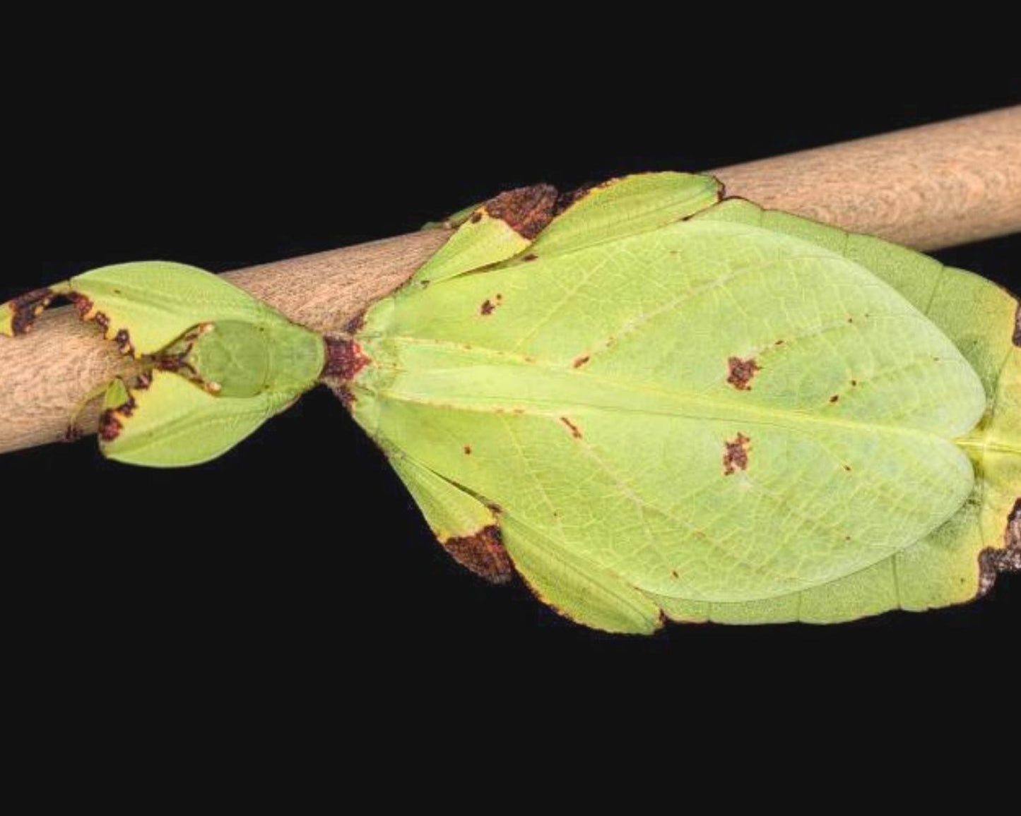 Wandelndes Blatt - Phyllium nisus "Bukit Daun"