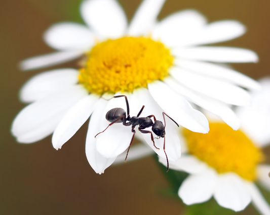 Élever des Fourmis : Tout Ce Que Vous Devez Savoir Avant de Choisir Votre Kit