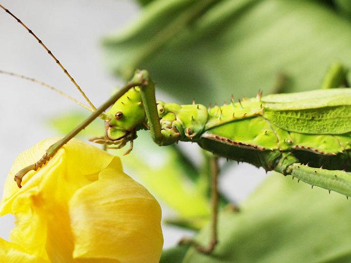 Die Phasmide Heteropteryx dilatata L'insecterie