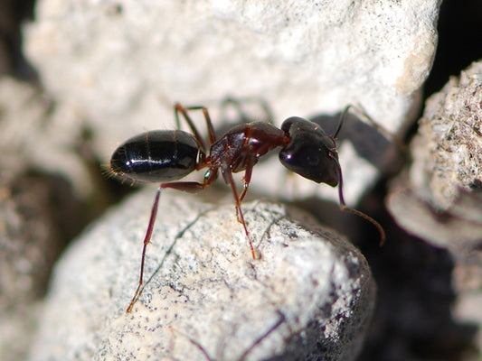 Camponotus sylvaticus