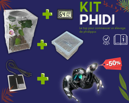 Kit d'élevage - Phidippus (araignée sauteuse)