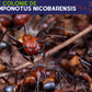 Kit Fourmis - Camponotus nicobarensis