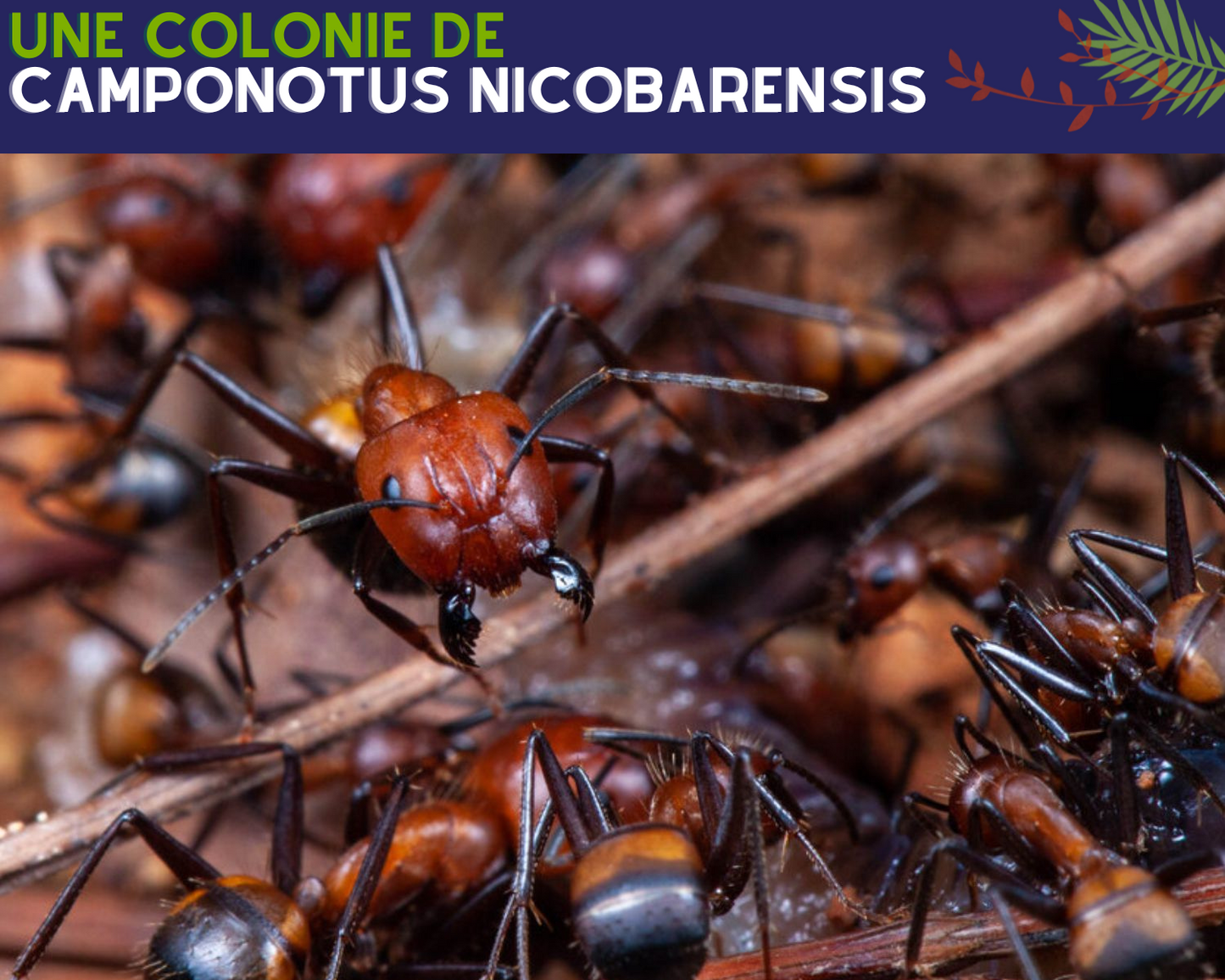 Kit Fourmis - Camponotus nicobarensis