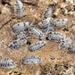 Asseln - Porcellio laevis Milchkuh 