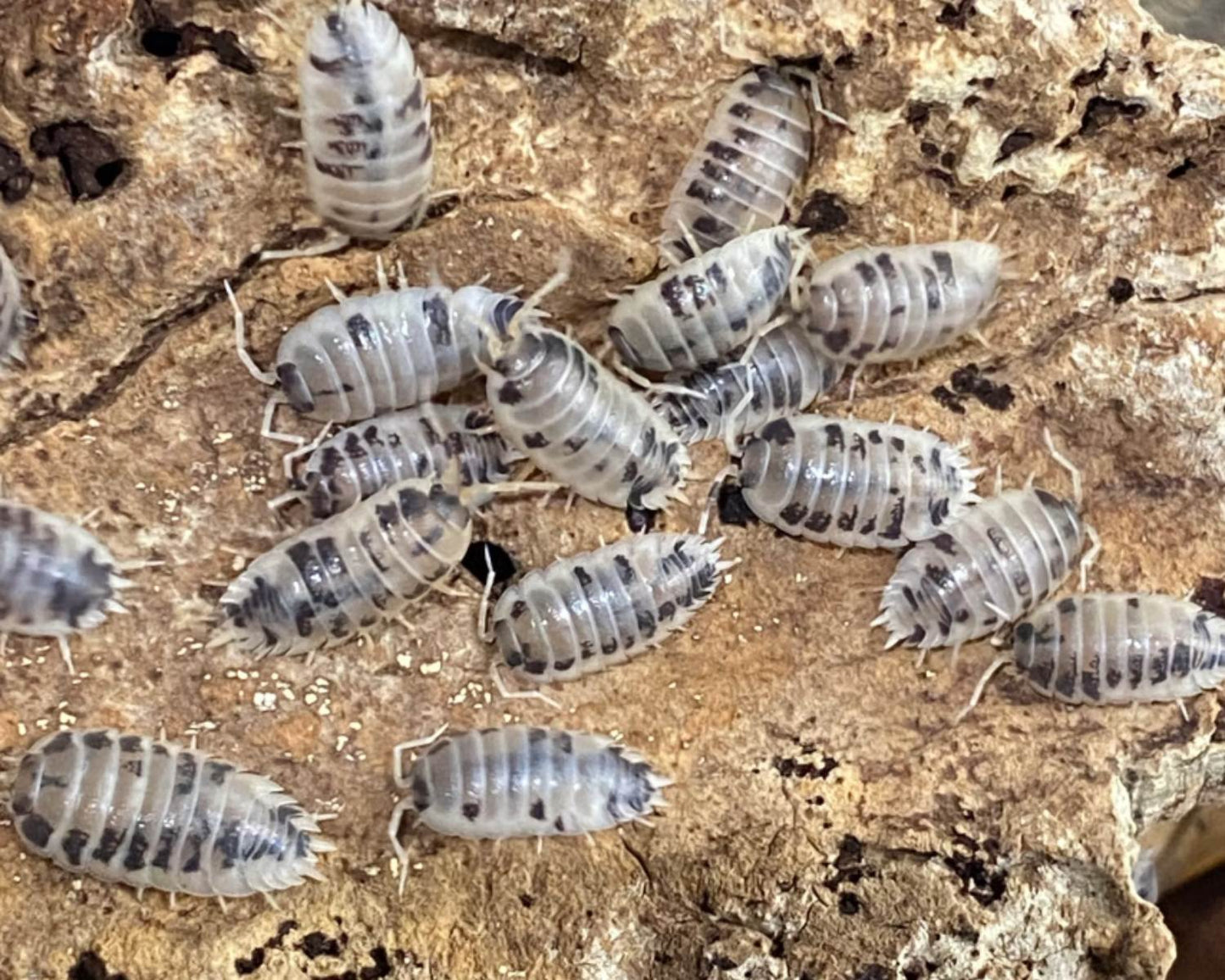 Asseln - Porcellio laevis Milchkuh 