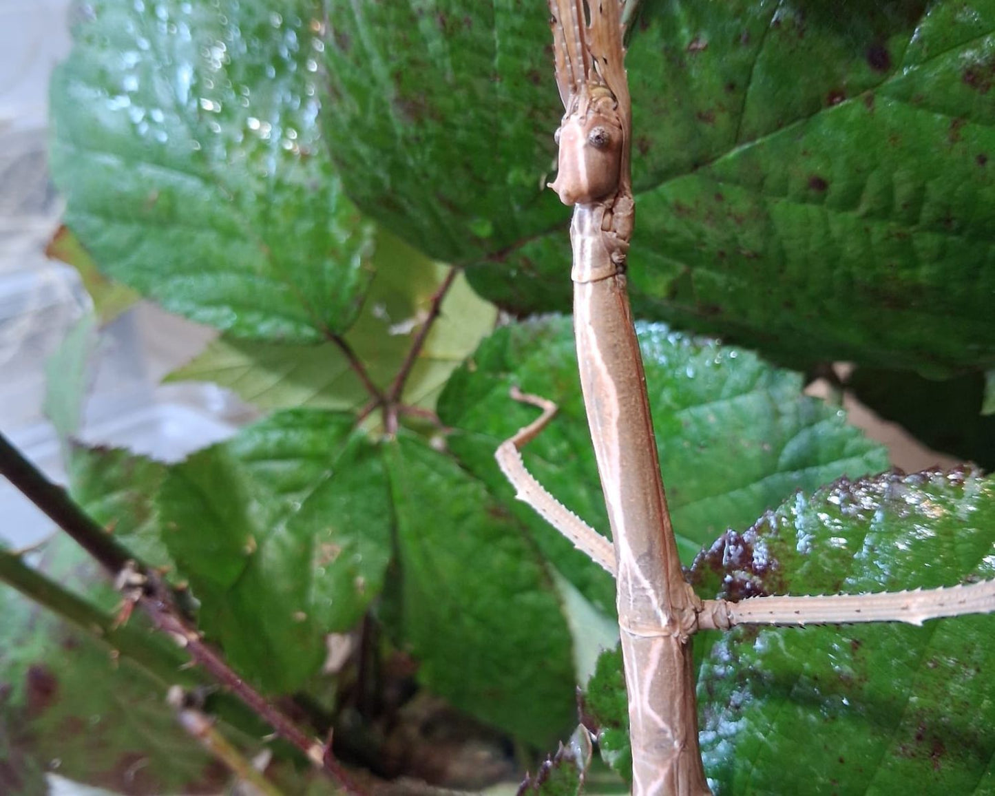 Phasmide - Tirachoidea biceps 