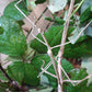 Phasmide - Tirachoidea biceps 