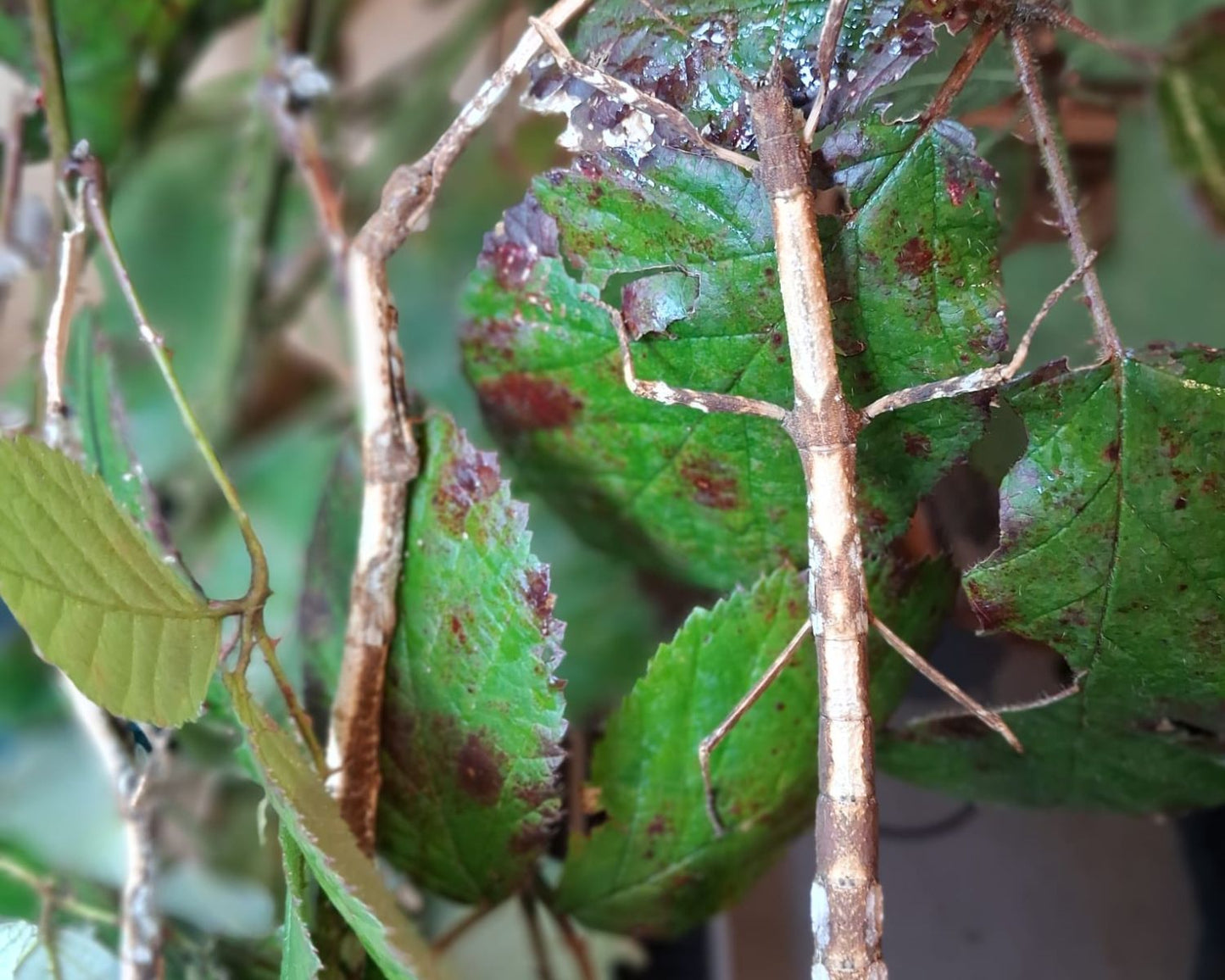 Phasme - Hermagoras foliopeda