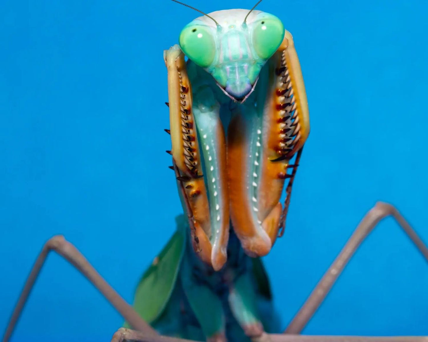 Mante - Hierodula papua