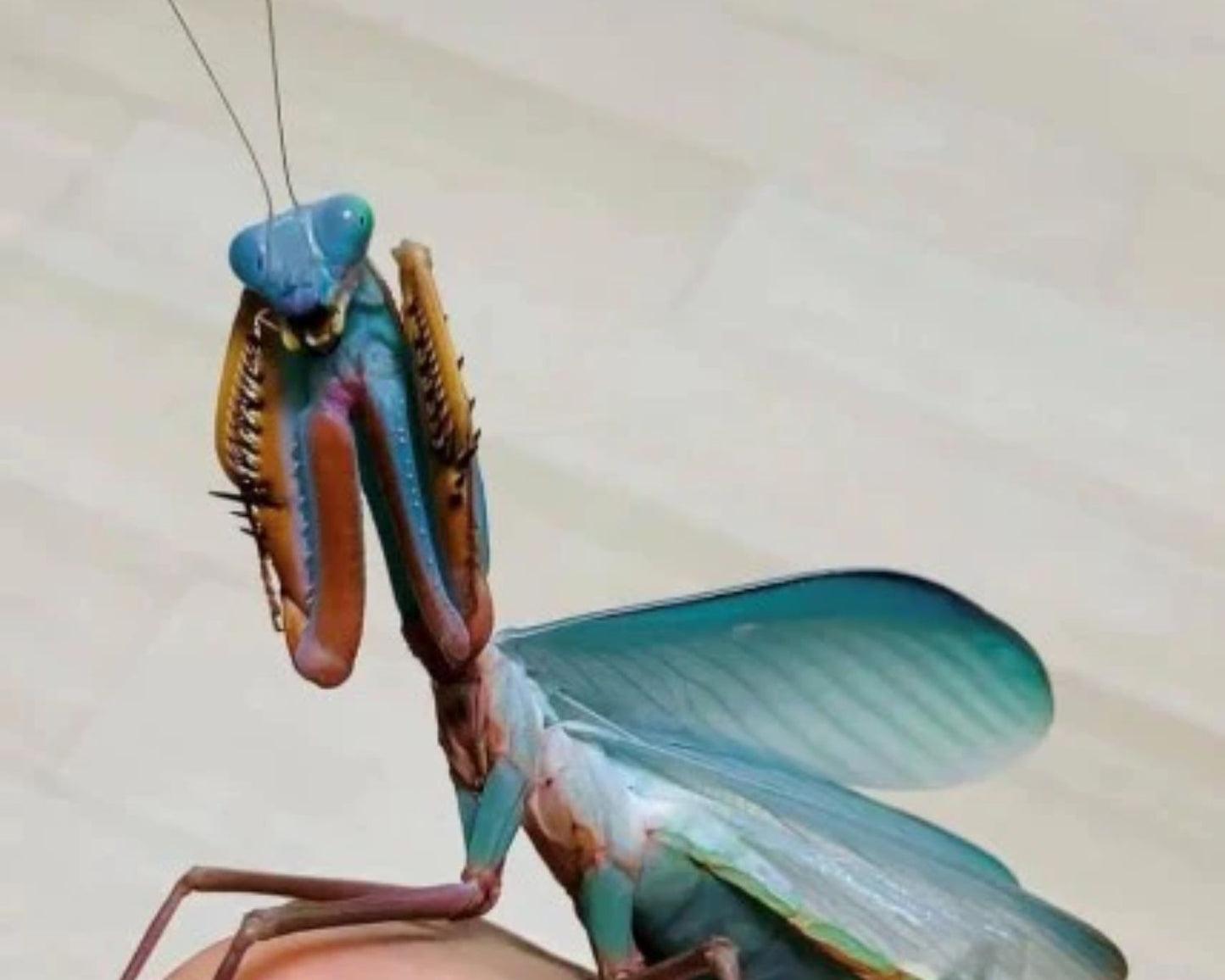 Mante - Hierodula papua