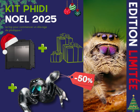 Kit Cadeau - Phidippus - Noel 2025