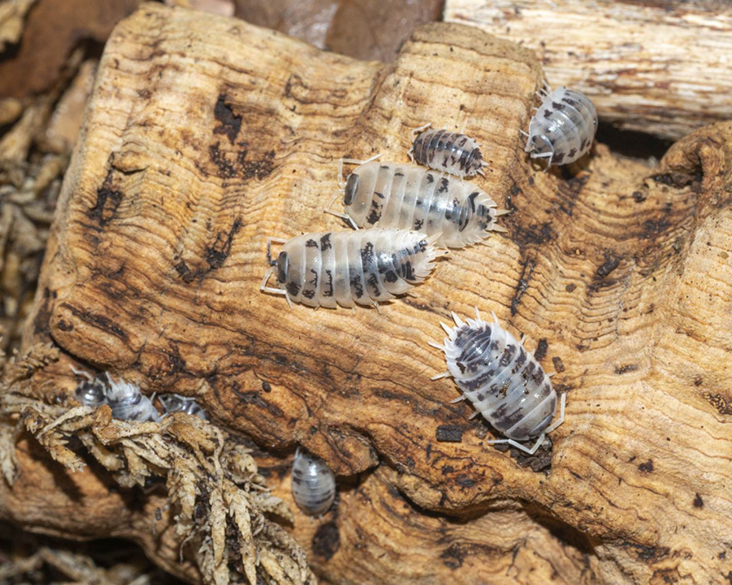 Cloportes - Porcellio laevis dairy cow