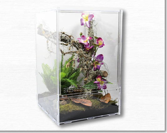 Vivarium Phasme Grand Format