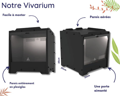 Aufzuchtset - Mantide (Gottesanbeterin) 