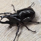 Coléoptère - Xylotrupes gideon sumatrensis